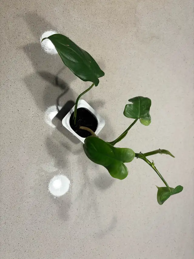 phhilodendron guitar rare in Plants, Fertilizer & Soil in Longueuil / South Shore - Image 2