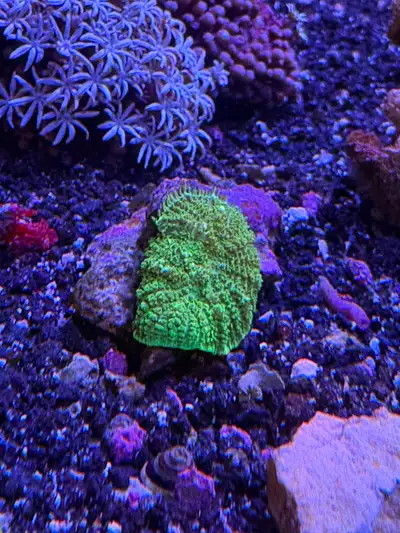 green mushroom coral, View more