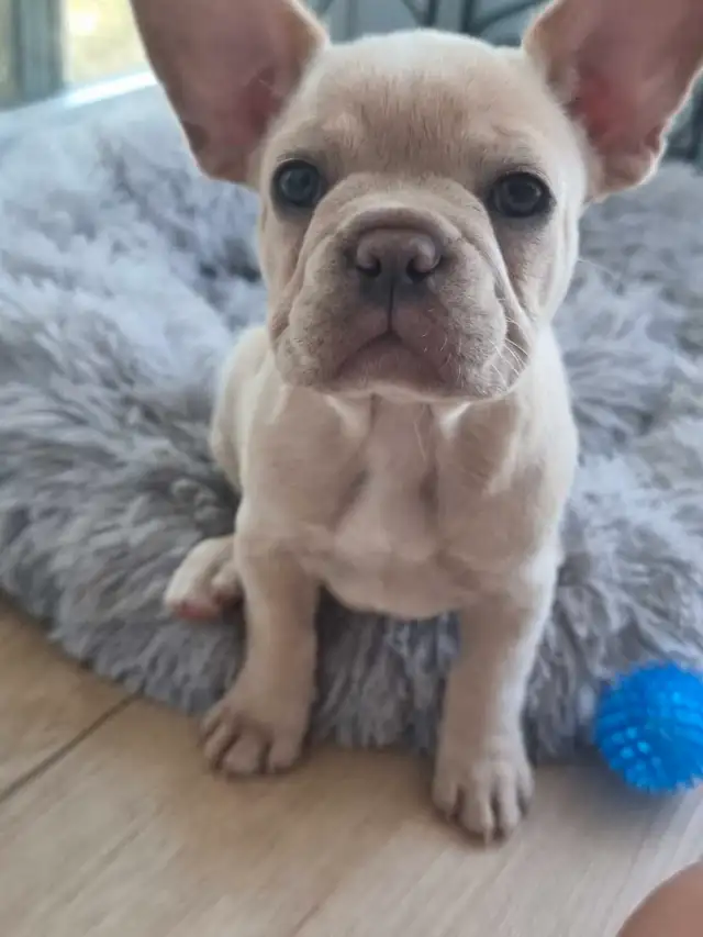 CKC French Bulldog Puppies in Dogs & Puppies for Rehoming in St. Catharines - Image 5