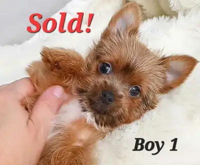 *All Sold* Tiny Yorkie Puppies with a Touch of Mini Pug!, View more