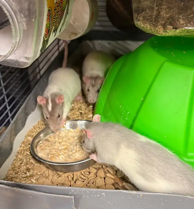 Cute and curious baby boy rats looking for families | Small Animals for ...