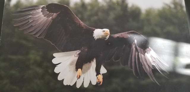 American Eagle poster in Arts & Collectibles in Oshawa / Durham Region