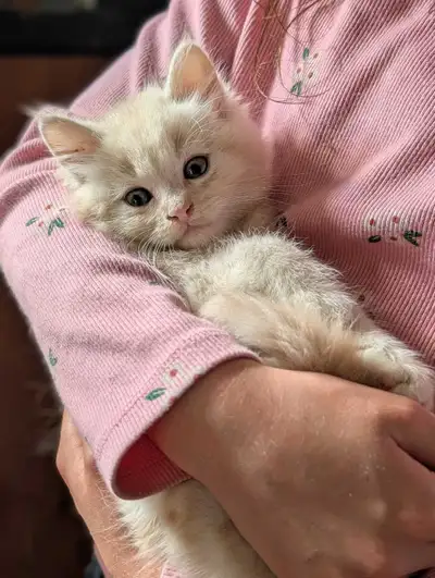 Siberian xAmerican Kittens-All SOLD, View more
