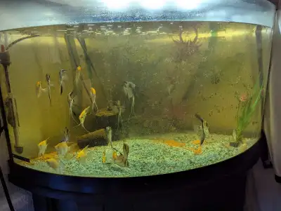 55 gallon corner tank with stand and everything included, View more