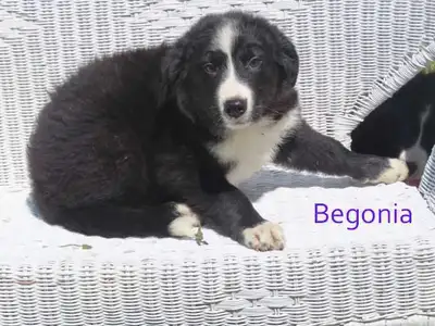 border collie x Newfie. , View more