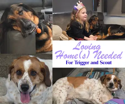 Forever Homes Needed! , View more