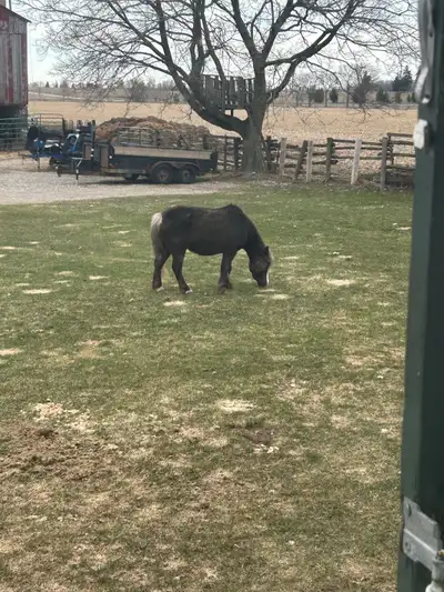 *Mostly unhandled* Meet Hershey She’s a pony that comes from out west. Halter broke. Very difficult...
