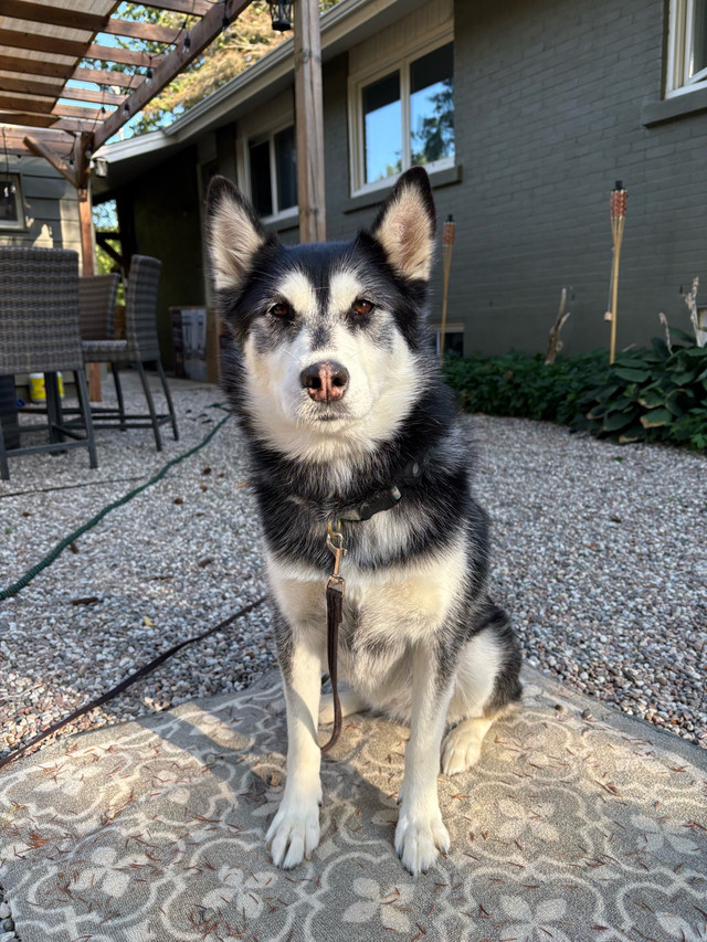 Husky - female for adoption dans Chiens et chiots à adopter  à Ville de Montréal