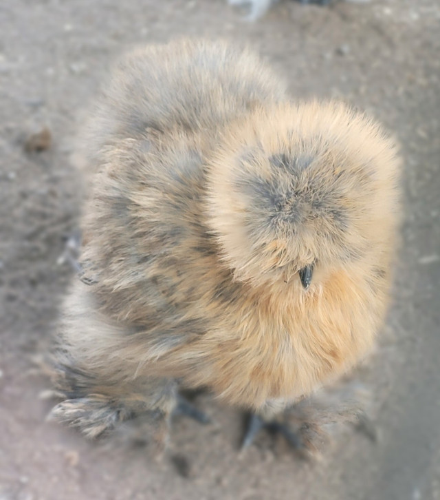 Silkie hatching eggs in Livestock in Leamington