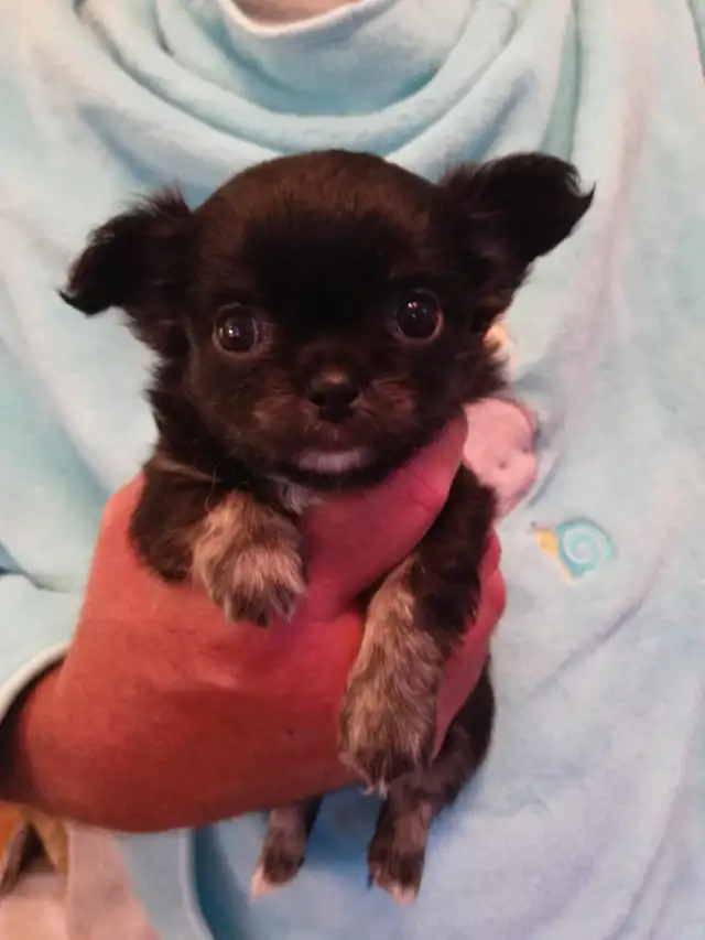 PURE CHIHUAHUA PUPPY in Dogs & Puppies for Rehoming in Ottawa - Image 6