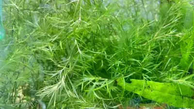 guppy grass, View more