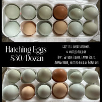 Hatching eggs! 