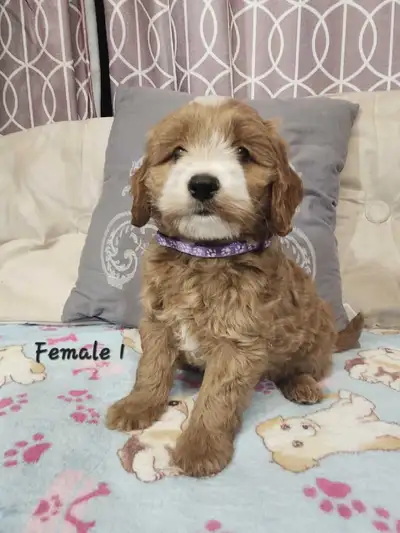 Cockapoo Puppies, View more