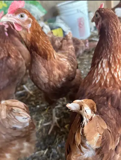 hen laying Eegs hen , View more