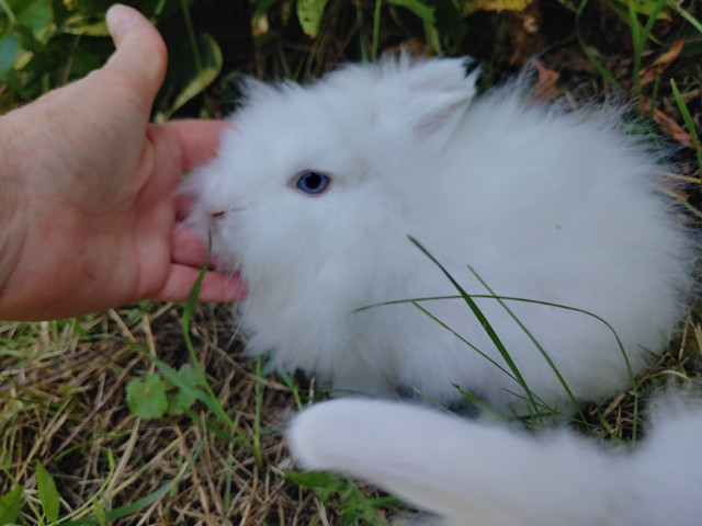 EXQUIS! Bébés lapins tête de lion nains. Dwarf Lionhead bunnies dans Petits animaux à adopter  à Ville de Montréal - Image 2