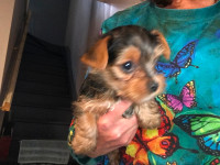 Yorkies puppies Male Ready to go