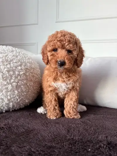 Adorable Goldendoodle Puppies, View more
