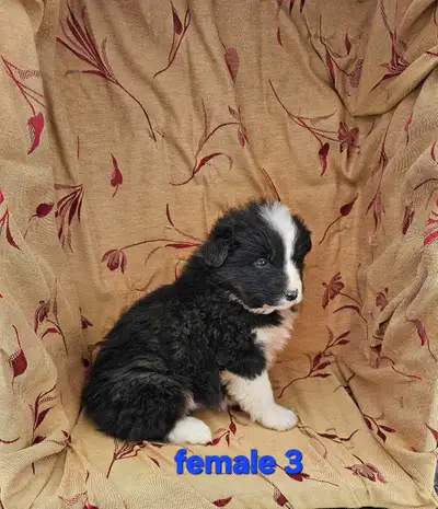 Miniature Australian Shepherd puppies, View more