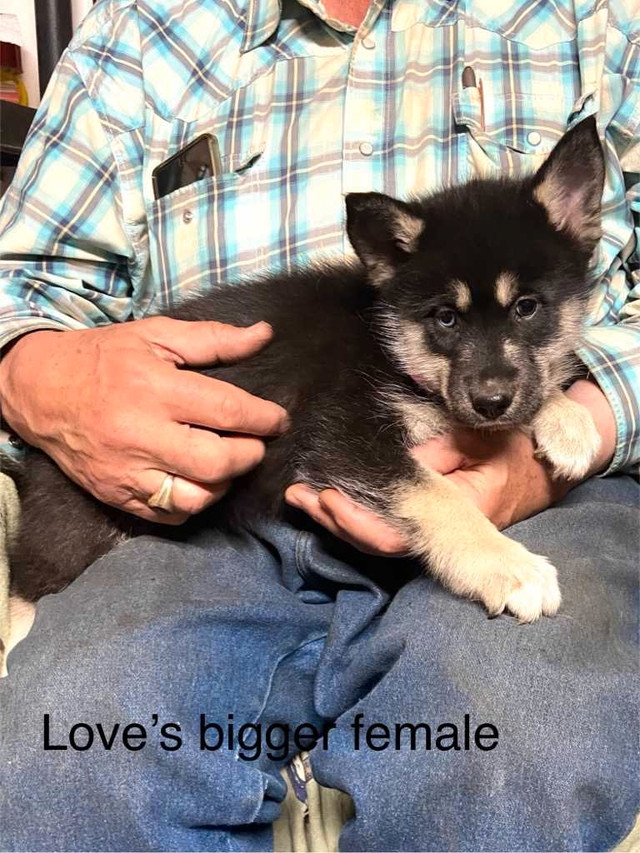 Pomsky Pups - Reduced in Dogs & Puppies for Rehoming in Red Deer - Image 3