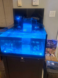 35g Tank for Sale!