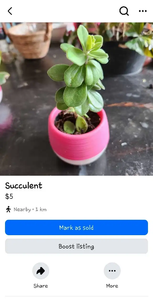 House plants for sale or trade62863284682114121