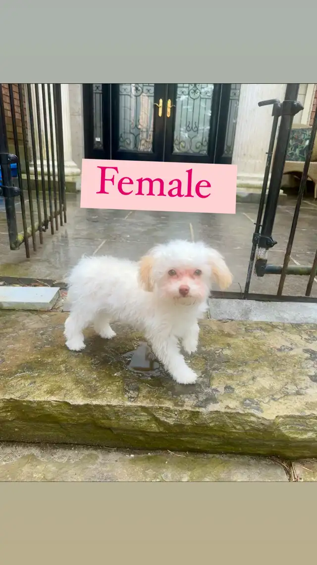 Toy Poodle  in Dogs & Puppies for Rehoming in Markham / York Region - Image 5