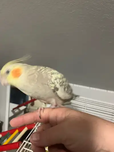 Voluntary Breeding Pair of Cockatiels, View more