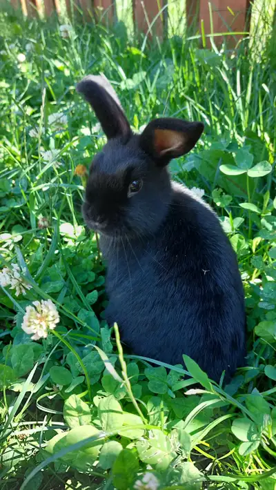 Bébé lapin mâle, View more