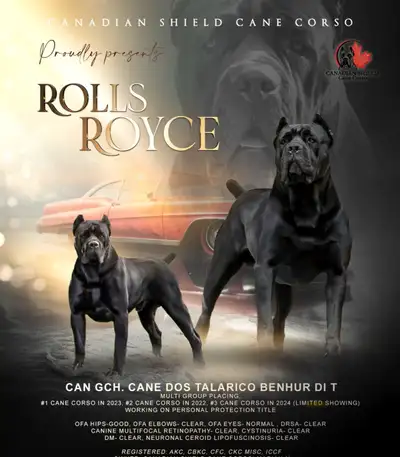 One of Canada’s TOP breeders since 2018! Home to Canada’s TOP Show dogs for the breed and achieving...