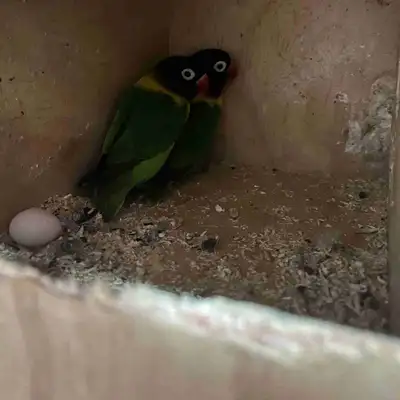 These beautiful, healthy adult wild type black masked lovebirds are currently nesting and come as a...