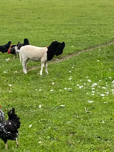 Katahdin Dorper Lester lambs, View more