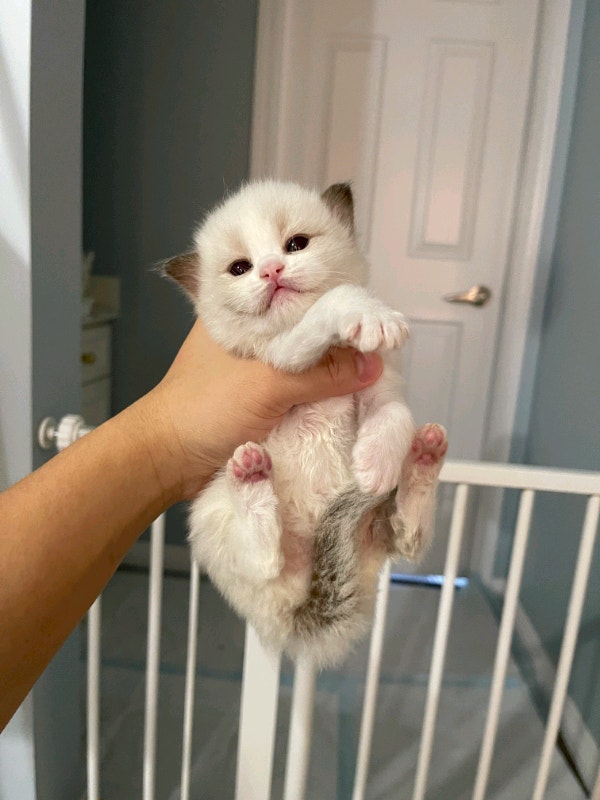 TICA cattery registered purebred Ragdoll kittens Cats & Kittens for