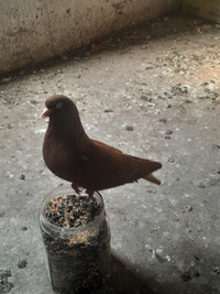 Red carneau pigeon