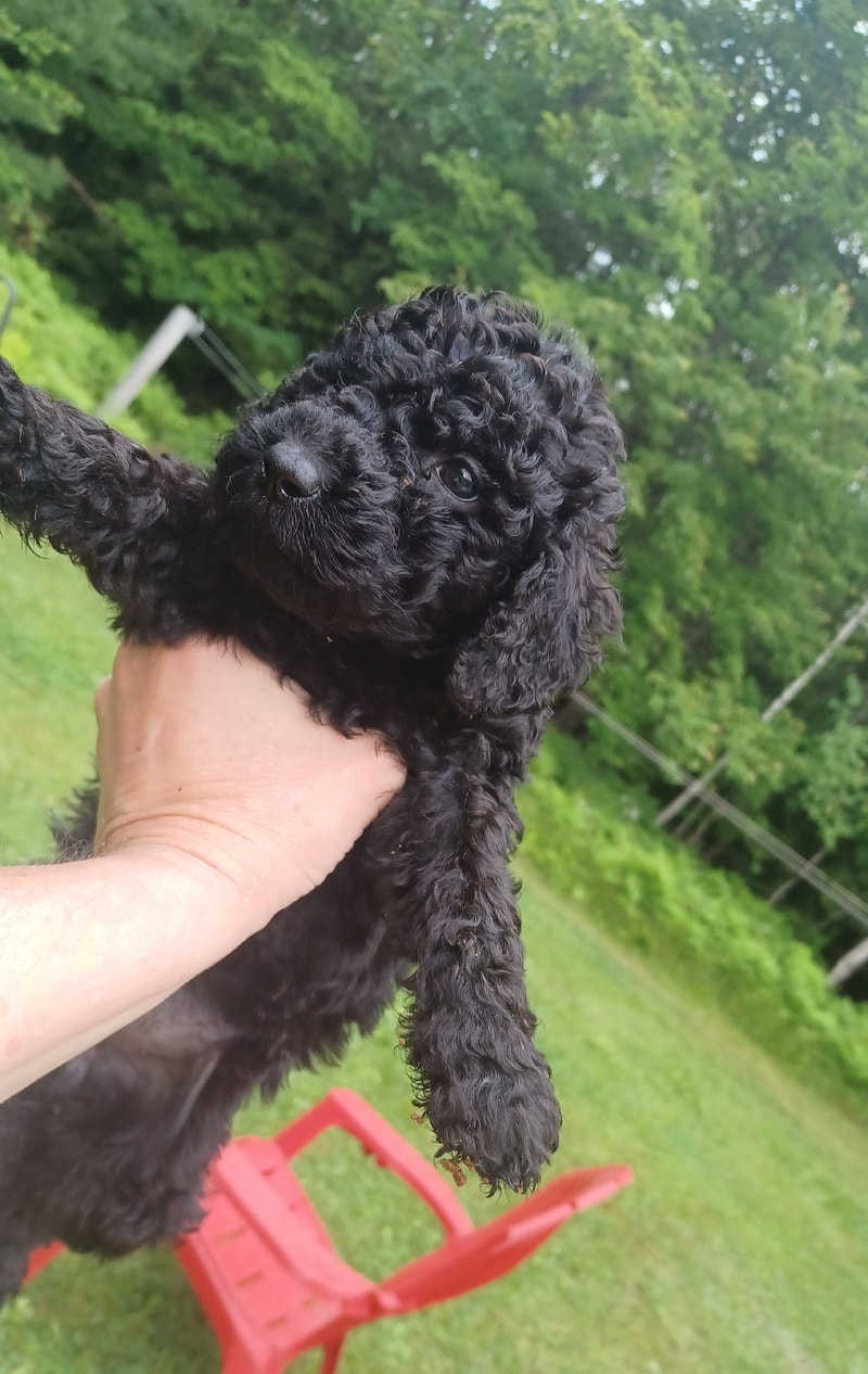 Purebred Standard Poodle puppies READY NOW Dogs & Puppies for