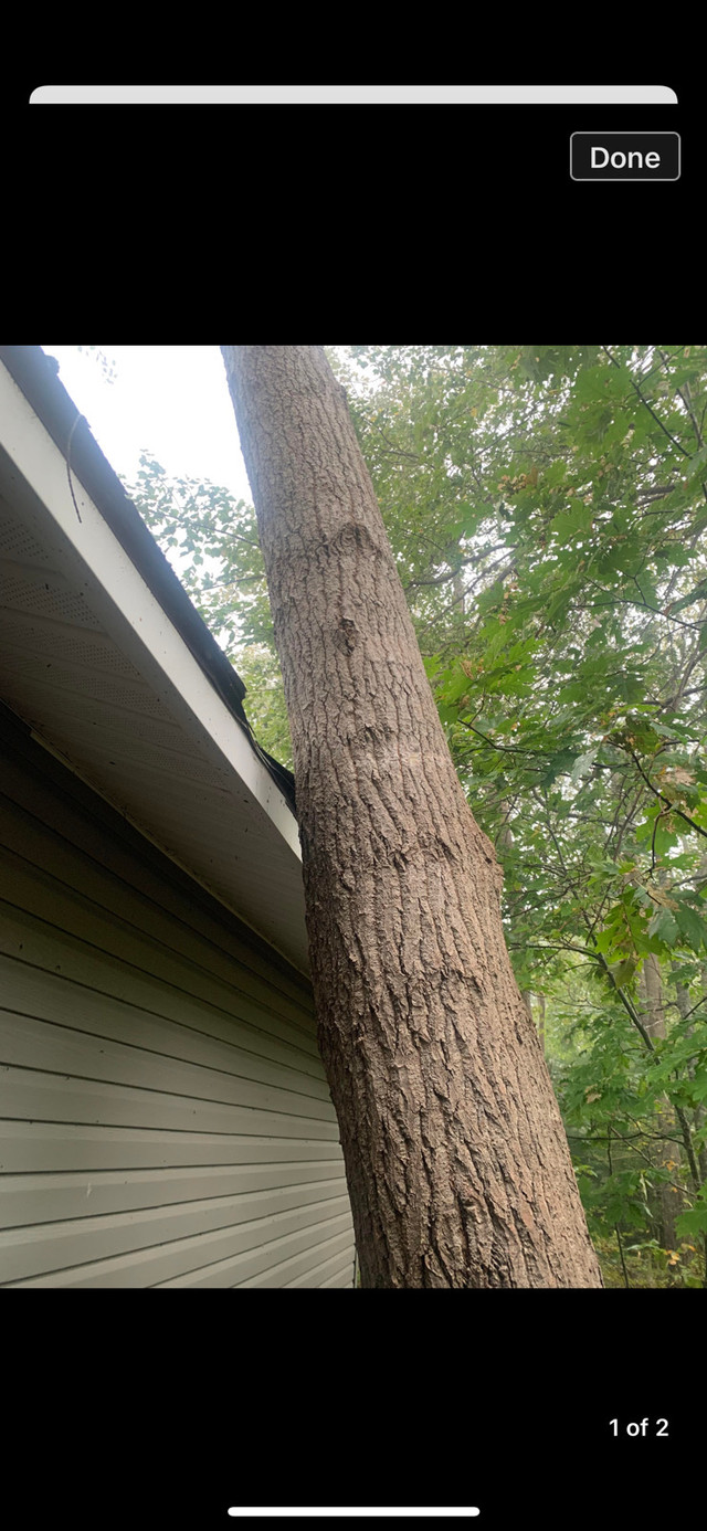 Tree Removal  in Lawn, Tree Maintenance & Eavestrough in City of Halifax - Image 3