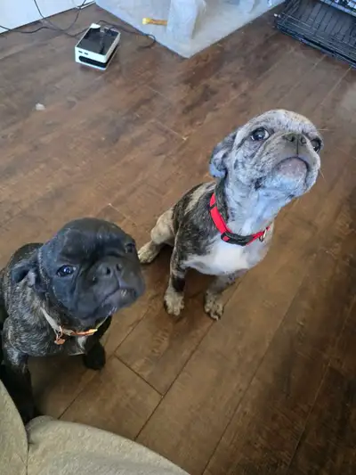 Hello, I am selling my two frug puppies for $900 each or best offer. They are half pug, half frenchi...