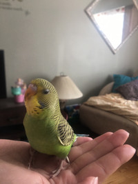 Baby Budgies Hand Tamed