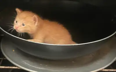 in need of a foster for mama and 6 kittens, View more