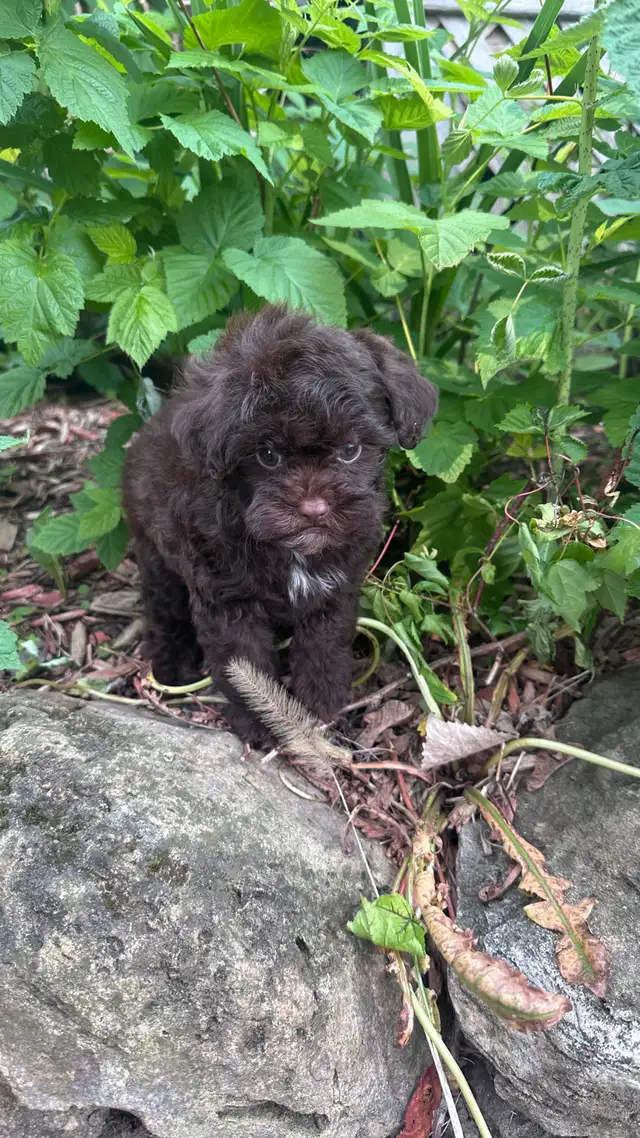 Shih-pool impérial prêt maintenant in Dogs & Puppies for Rehoming in Longueuil / South Shore - Image 7