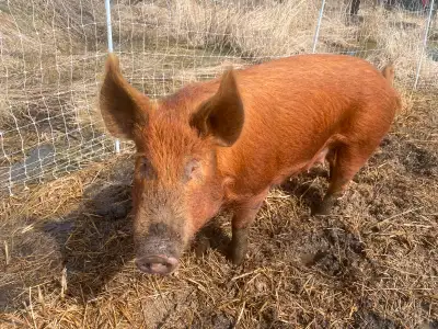 PUREBRED TAMWORTH SOW RAISED ON CERT ORGANIC FEED AND PASTURE, View more