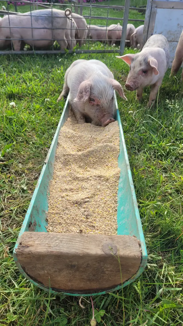 Heritage breed naturally raised piglets in Livestock in Owen Sound - Image 3