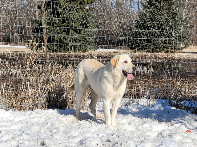 AOPT ME! 11 month old spayed female Yellow lab in Registered Shelter / Rescue in Edmonton - Image 2
