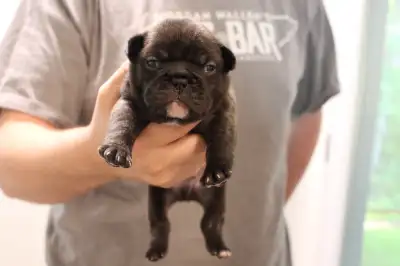 Male Brindle French Bulldog - Elfie!, View more