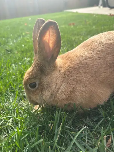 bunny for rehoming need gone asap, View more