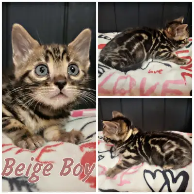 Chatons Bengal STÉRILISÉS – Livraison GRATUITE à Montréal, View more