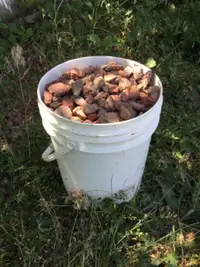 Free red shale gravel rock