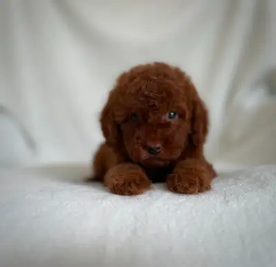 Miniature Poodle Puppies, View more