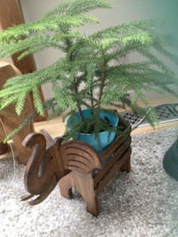 Plants for sale….various prices