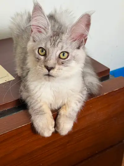 Main coon kittens, View more