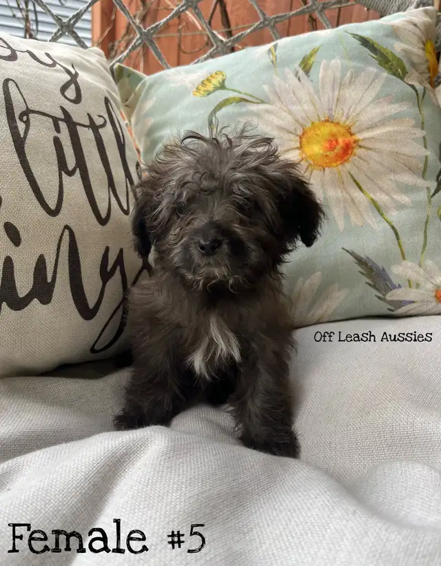 Female Toy Aussiedoodle - READY TO GO! in Dogs & Puppies for Rehoming in Brantford - Image 2
